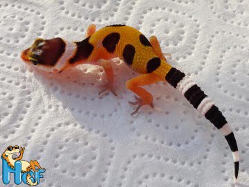 Леопардовый геккон эублефар Image 1