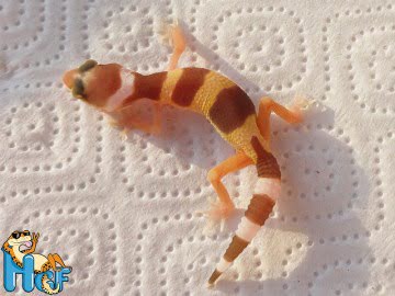 Эублефар ТТА poss Sunglow (19) Image 1