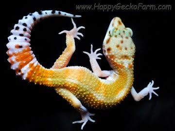 Tangerine poss Emerald Image 6