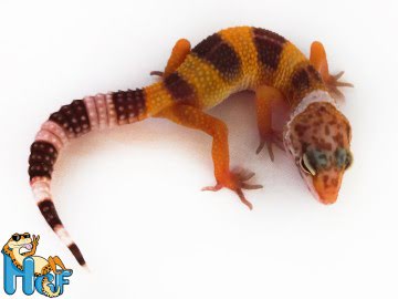 Hypo TА Image 1