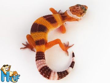 Hypo TА Image 0