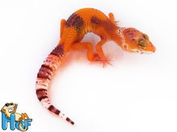 TТА poss Sunglow Extreme Image 0