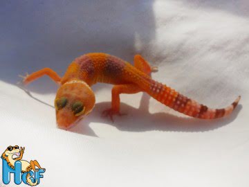 poss Sunglow Electric Image 0