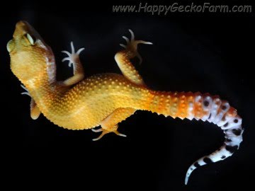 SHT poss Electric Image 5
