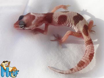 Эублефар Mack Snow Jungle Image 2
