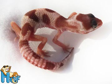 Эублефар Mack Snow Jungle Image 1