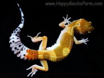 SHT poss Electric Image 4
