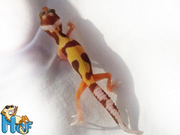 Леопардовый геккон (эублефар) Image 1