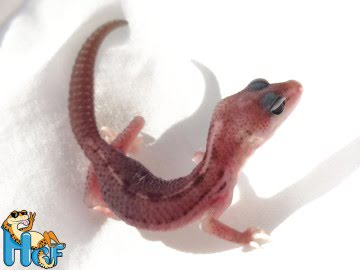 Эублефар Super Snow  (34) Image 1