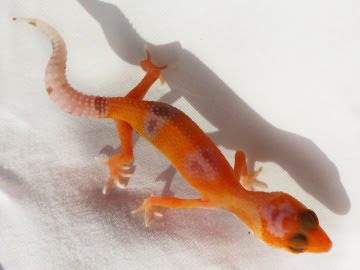 Sunglow Enigma poss Extreme Image 0