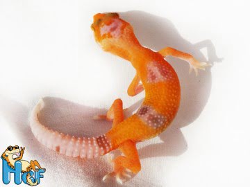 Sunglow Enigma poss Extreme Image 1
