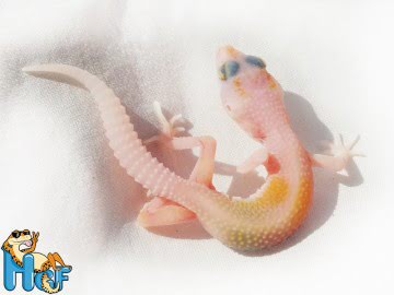 Sunglow Enigma Image 0