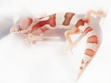 MS Bell Albino Image 0
