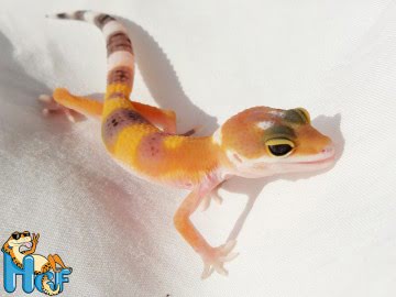 Леопардовый геккон (эублефар) Image 4