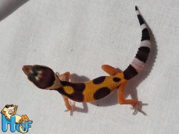 Эублефар Tangerine poss Electric Image 2