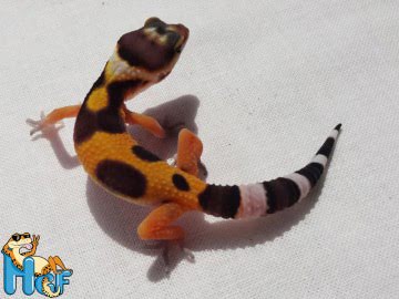 Эублефар Tangerine poss Electric Image 3
