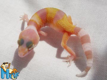 Эублефар ТТА poss Sunglow Image 4