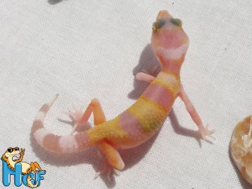 Эублефар ТТА poss Sunglow Image 3