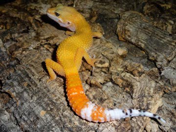 SHT poss Electric Image 0