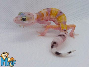 Эублефар Tangerine WY Image 0