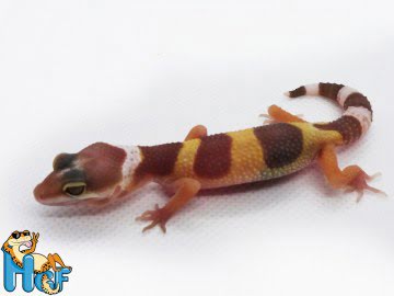 Эублефар ТТА poss Sunglow (19) Image 0