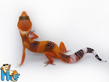 Леопардовый геккон эублефар Image 0