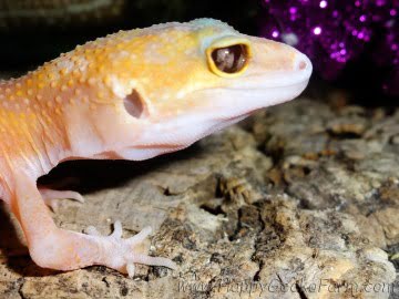 RAPTOglow Image 7