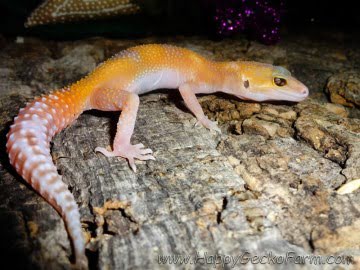 RAPTOglow Image 4