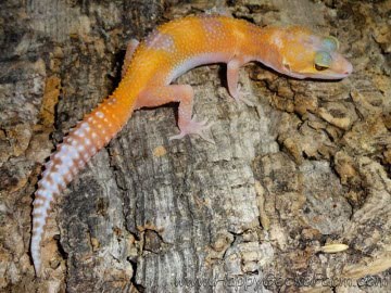 RAPTOglow Image 8