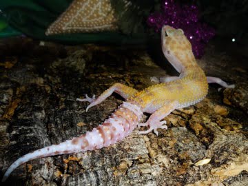 RAPTOR Image 1
