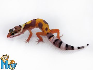 Эублефар Tangerine poss Electric Image 0
