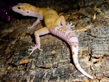 RAPTOR Image 0