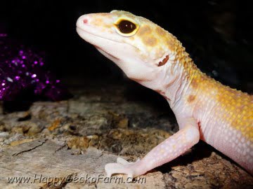 RAPTOR Image 2