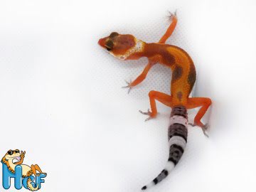 Леопардовый геккон эублефар Image 0