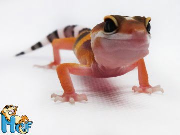 Эублефар Tangerine poss Electric Image 3