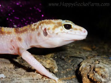 Banded RAPTOR Image 3