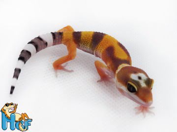 Эублефар Tangerine poss Electric Image 0