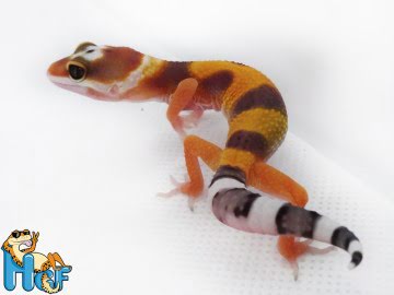 Эублефар Tangerine poss Electric Image 2