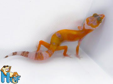 poss Sunglow Electric Image 0