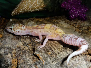 Banded RAPTOR Image 2