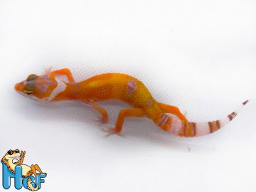 poss Sunglow Electric Image 1