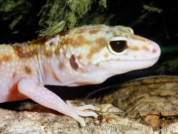 Banded RAPTOR Image 1