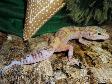 Banded RAPTOR Image 0