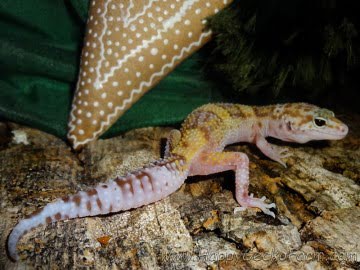 Banded RAPTOR Image 4