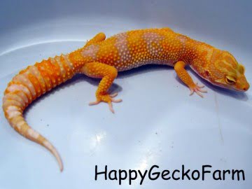  CHCTTJTA het RAPTOR Image 1