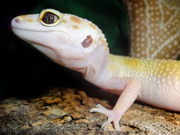Проект IRBIS (het RAPTOR) Image 4