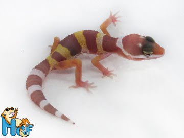 Эублефар Tremper Albino (28) Image 1