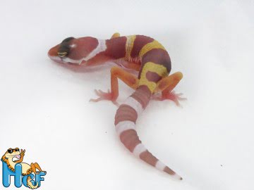 Эублефар Tremper Albino (28) Image 0