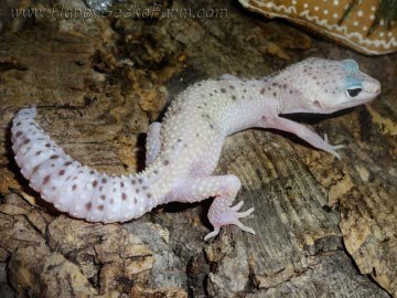 Проект IRBIS (het RAPTOR) Image 12