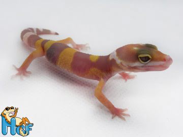 Эублефар Tremper Albino (28) Image 0